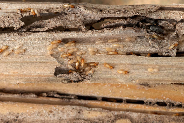  Vero Beach, FL Pest Control Pros